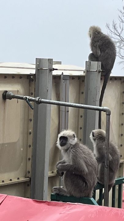 Grey langur monkeys sitting on a metal railing