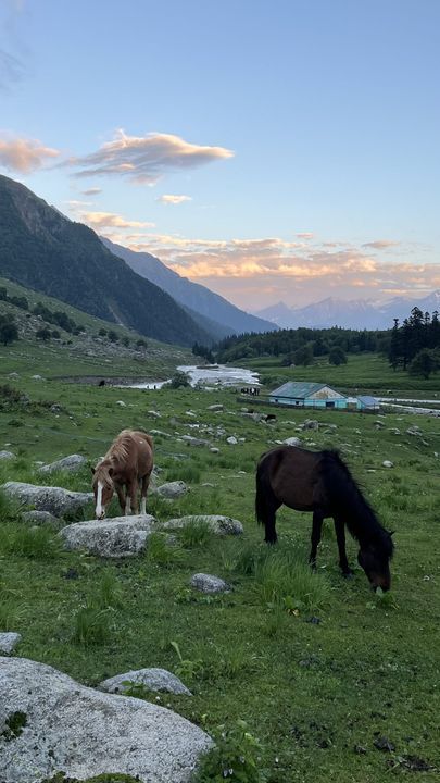 Horses grazing a meadow as evening light catches the clouds