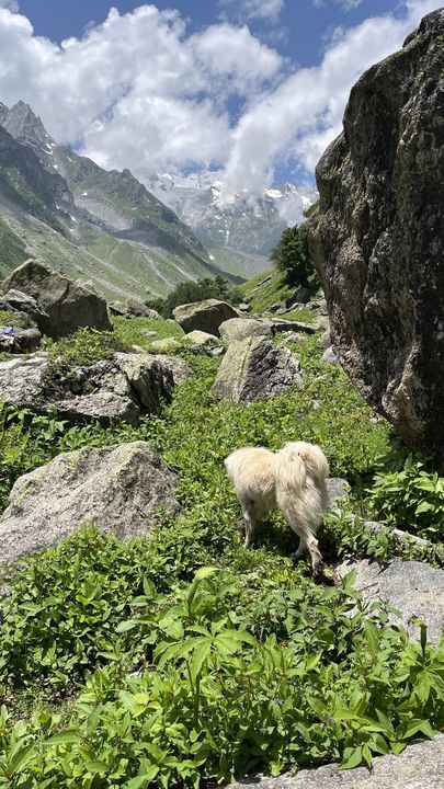 Sheep grazing on a grassy ledge among big rocks