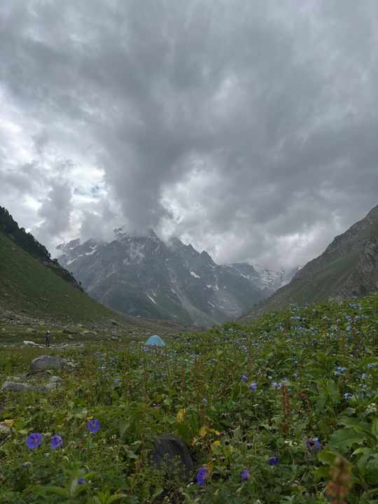 A blue tent in a meadow of blue and purple flowers under storm cloud and jagged peaks