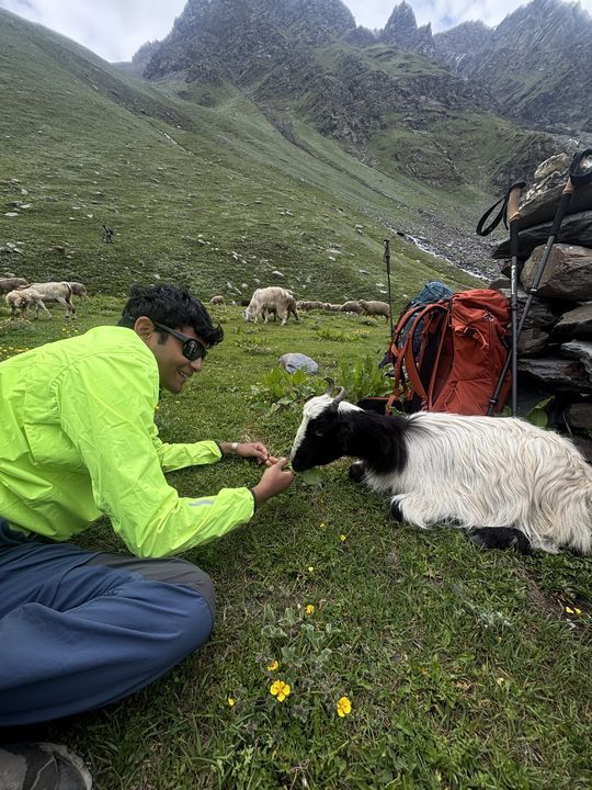 A friend in a neon jacket feeding leaves to a resting goat, sheep grazing behind